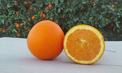 arance-sicilia-navel-igp