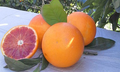 arance-sicilia-tarocco-spremuta-igp3
